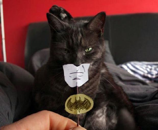 batmancat