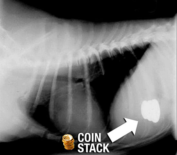 coin-stack-xray-things-dogs-eat