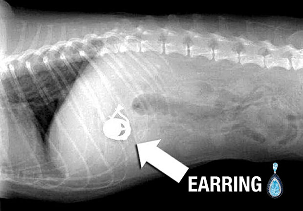 X-Ray Pictures of Things Dogs Eat - Snappy Pixels cat mouth diagram 
