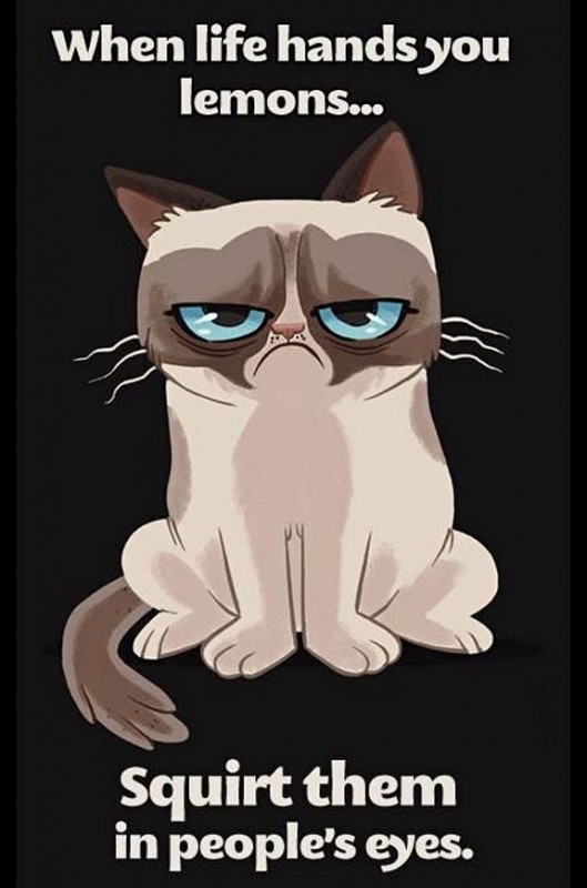 grumpy-cat-meme-sadden-your-day (25)