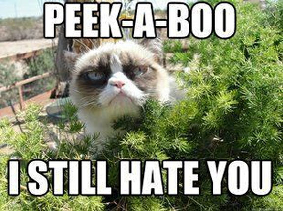 grumpy-cat-meme-sadden-your-day (31)