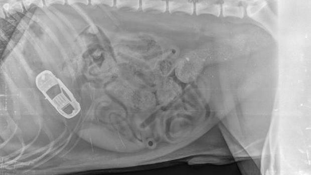 _h353_w628_m6_otrue_lfalse-xray-things-dogs-eat