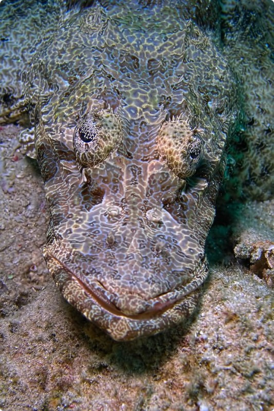 clever-camouflaged-animals-1