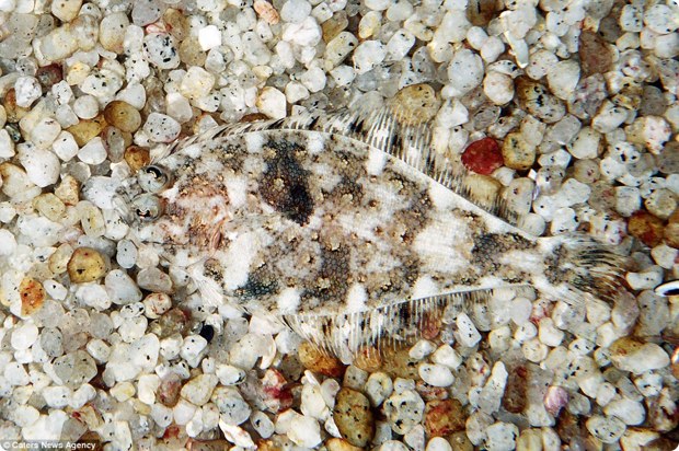 clever-camouflaged-animals-10