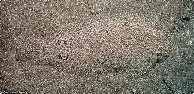 clever-camouflaged-animals-11