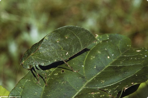 clever-camouflaged-animals-13