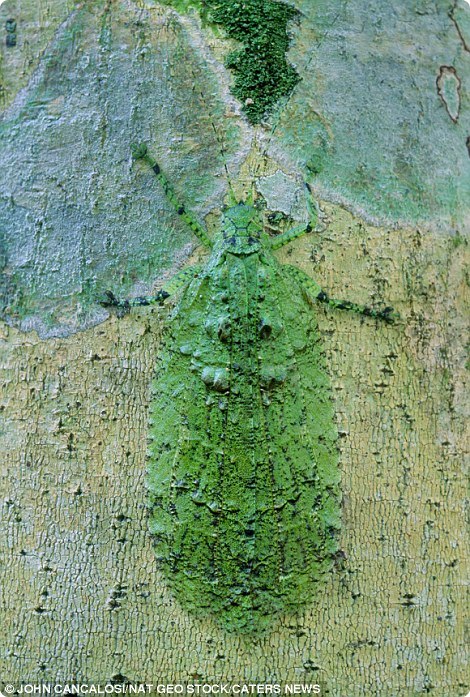clever-camouflaged-animals-14