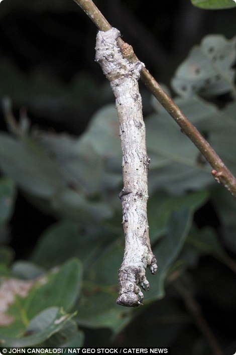 clever-camouflaged-animals-16