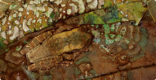 clever-camouflaged-animals-18