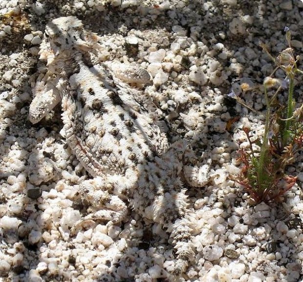 clever-camouflaged-animals-22