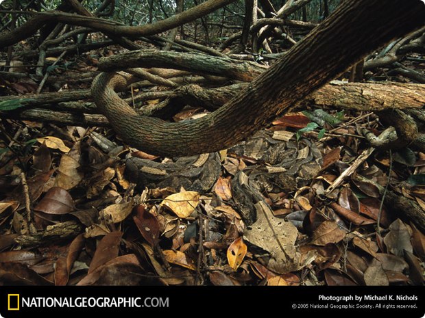 clever-camouflaged-animals-25