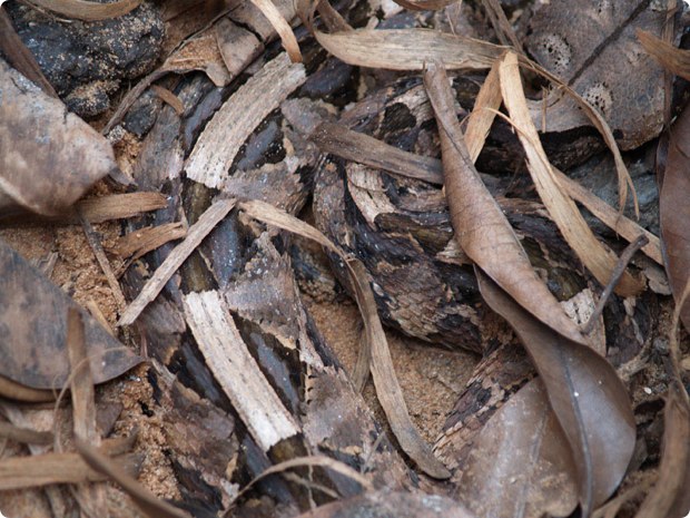 clever-camouflaged-animals-26