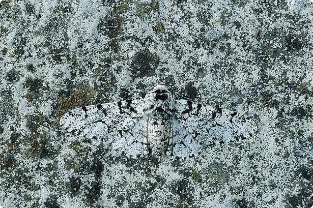 clever-camouflaged-animals-29