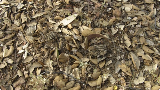 clever-camouflaged-animals-30