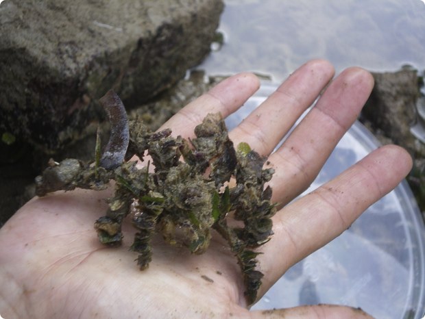 clever-camouflaged-animals-31