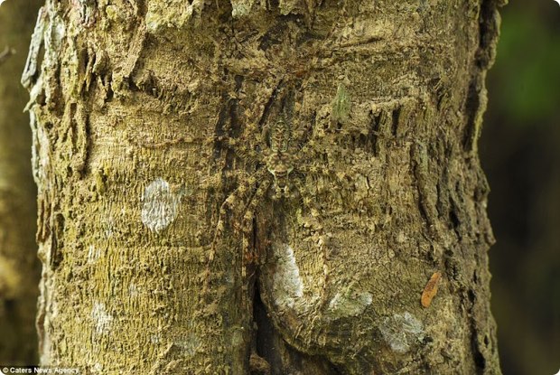 clever-camouflaged-animals-32