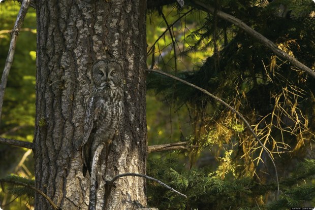clever-camouflaged-animals-33