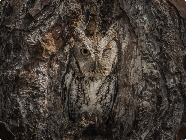 clever-camouflaged-animals-34