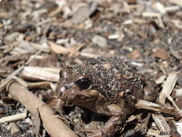 clever-camouflaged-animals-35