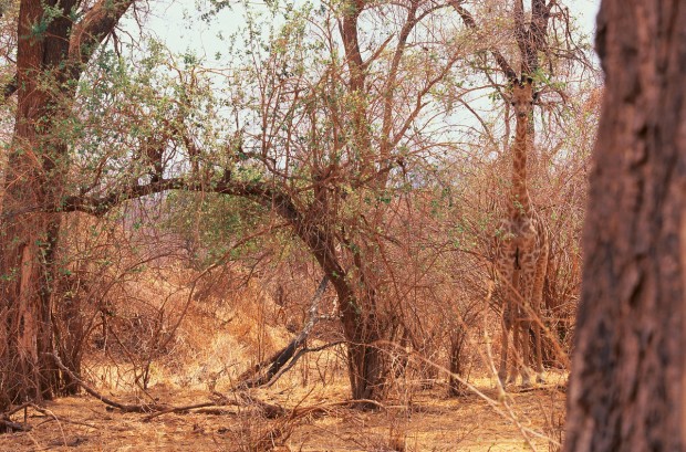 clever-camouflaged-animals-37