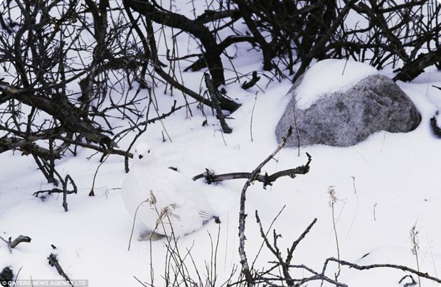 clever-camouflaged-animals-9
