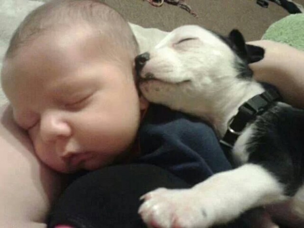 pictures-puppies-babies-10