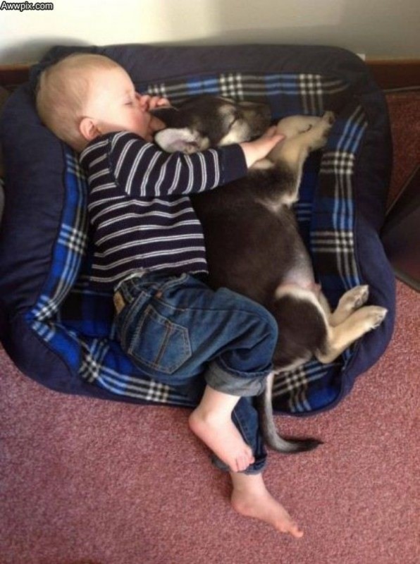 pictures-puppies-babies-14