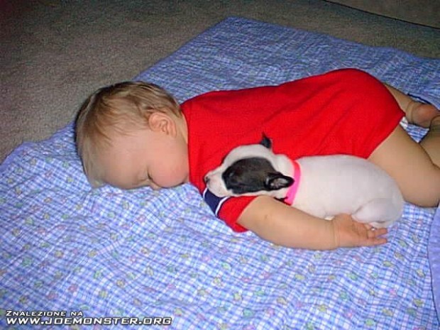 pictures-puppies-babies-19