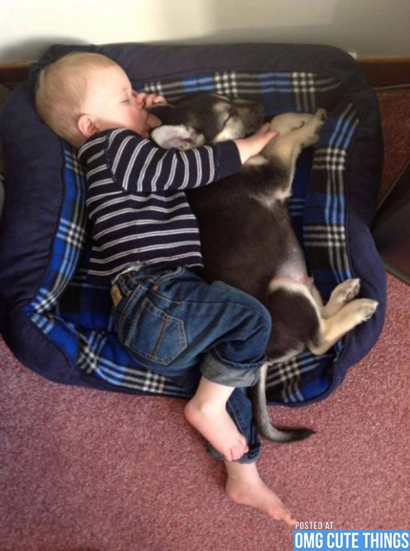 pictures-puppies-babies-30