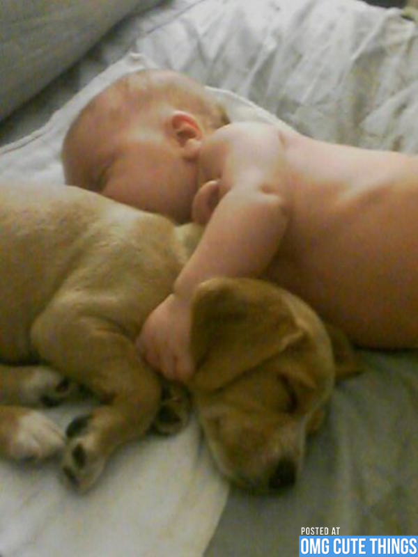 pictures-puppies-babies-31