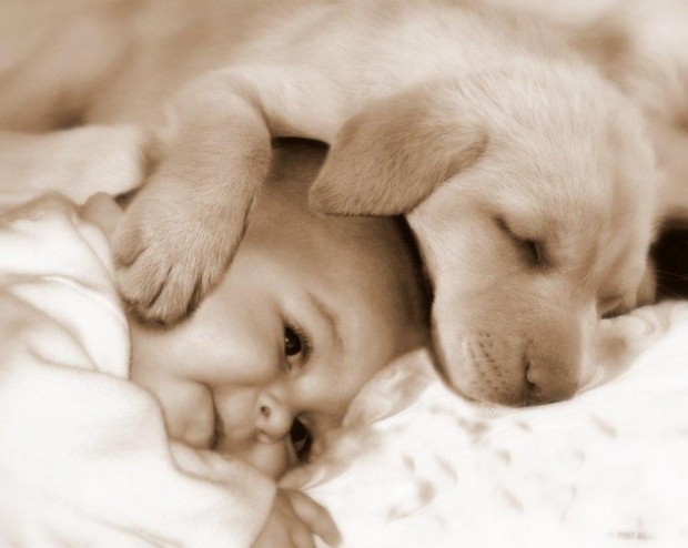 pictures-puppies-babies-32