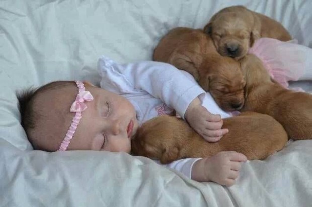 pictures-puppies-babies-7