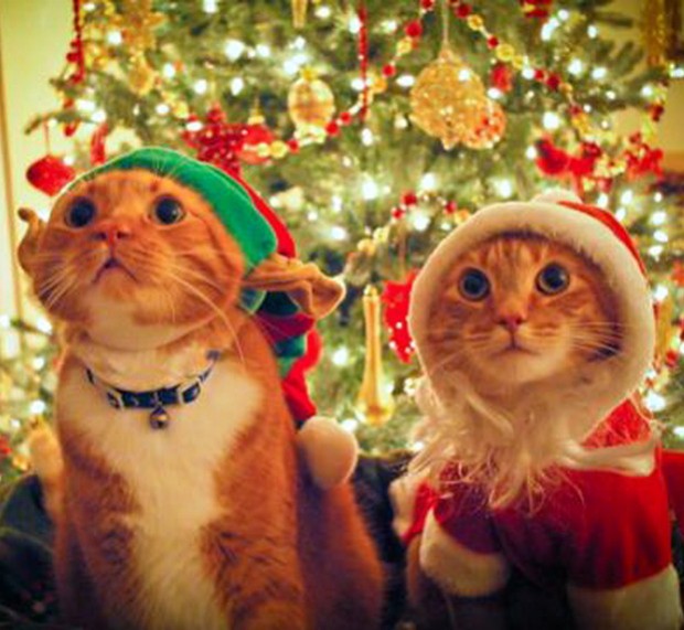 31 Adorable Holiday Pet Costumes for Christmas - Snappy Pixels