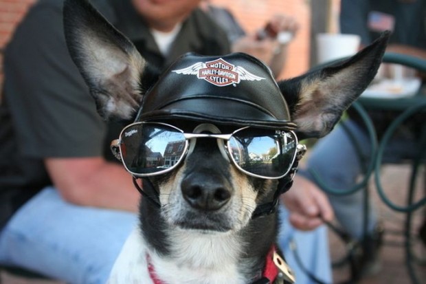 harley davidson glasses