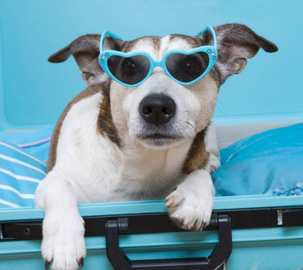 jack russell with glasses