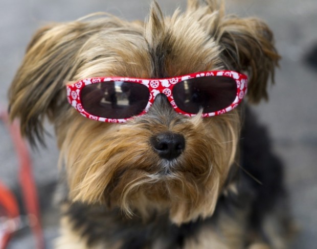 terrier-wearing-sunglasses