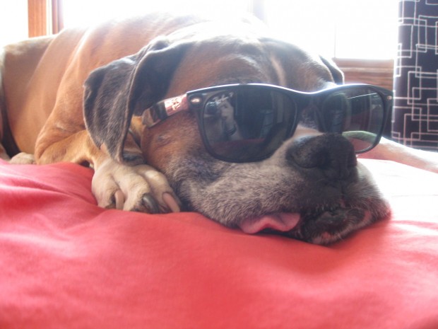 tired dog with sunglasses