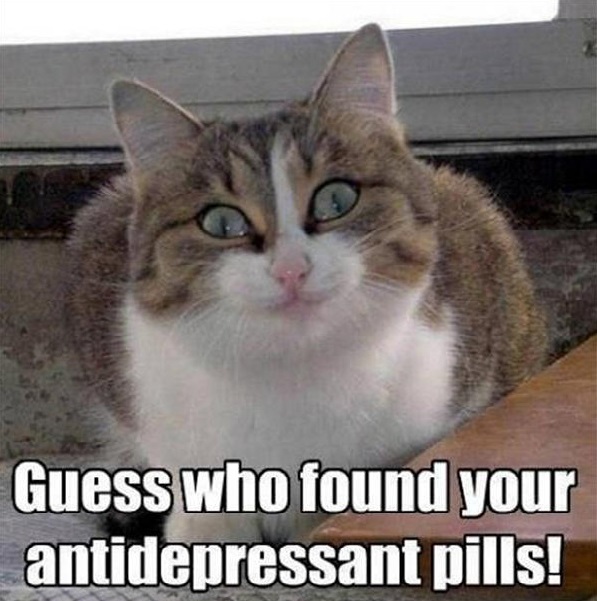 funny-animal-pictures-27