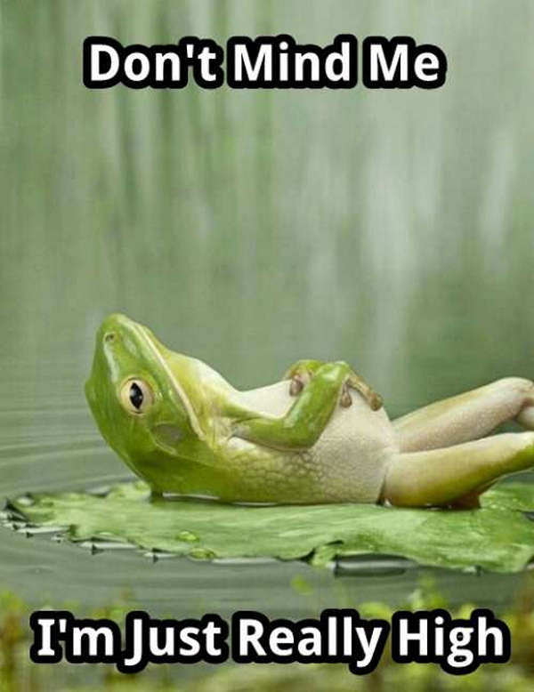 funny-animal-pictures-34