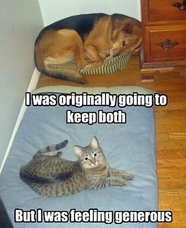 funny-animal-pictures-42