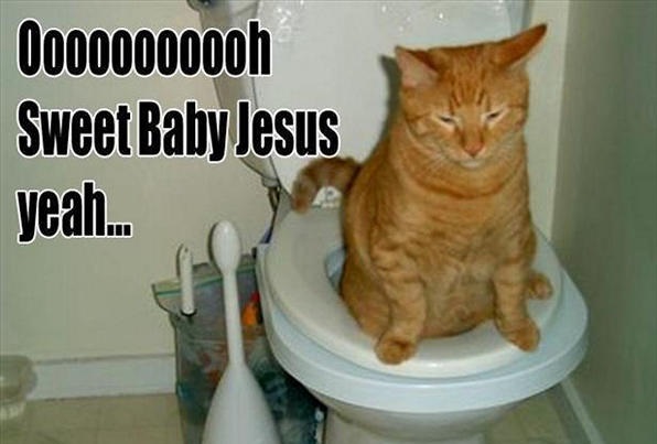 funny-animal-pictures-6