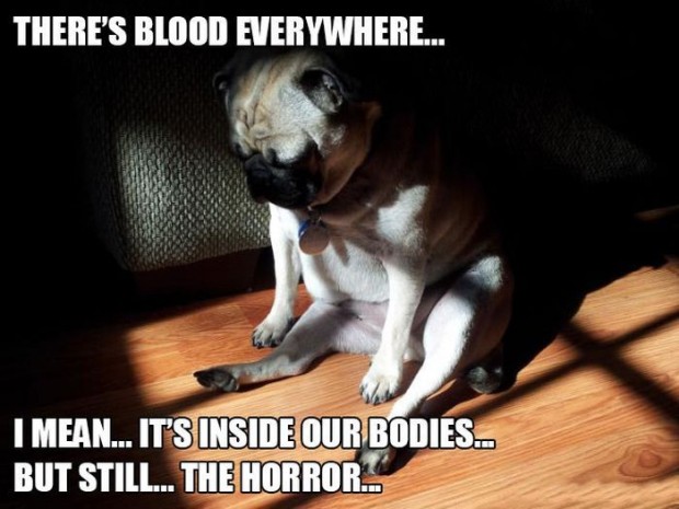 Funny-animal-pics-with-captions2