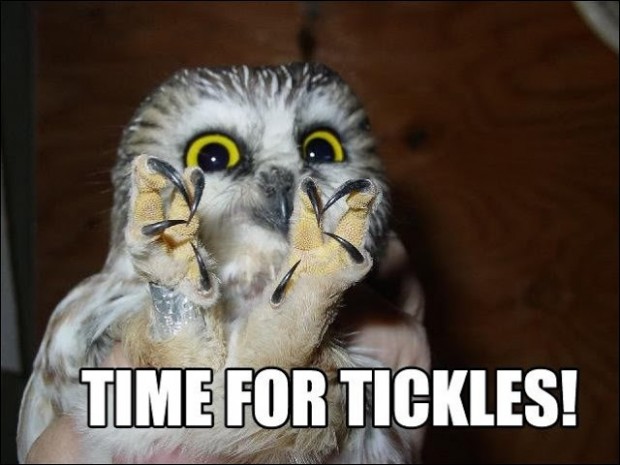 funny-animal-captions-Time-for-tickles