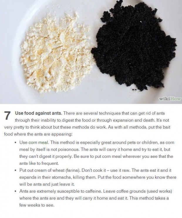 Use food to kill ants