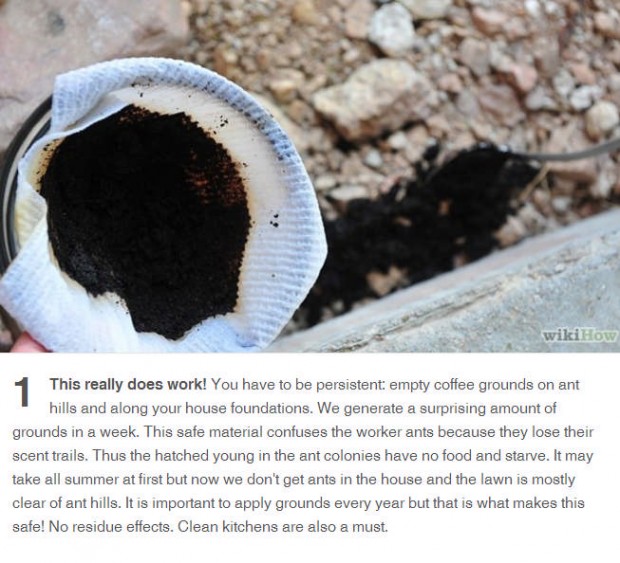 coffee grounds will stop ants