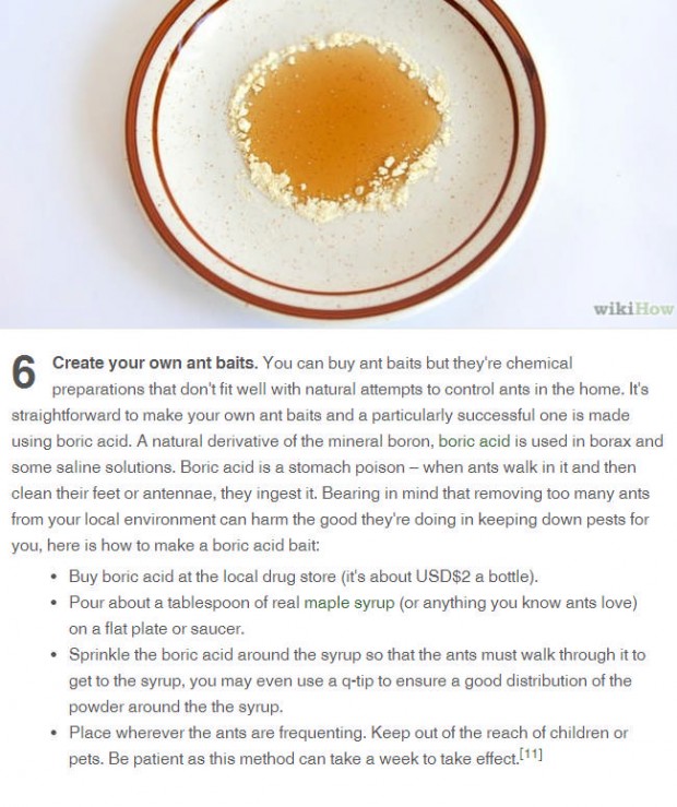 make your own ant baits