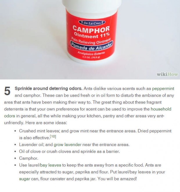 sprinkle deterrents for ants